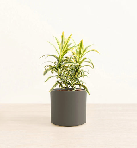 Dracaena Reflexa Variegata