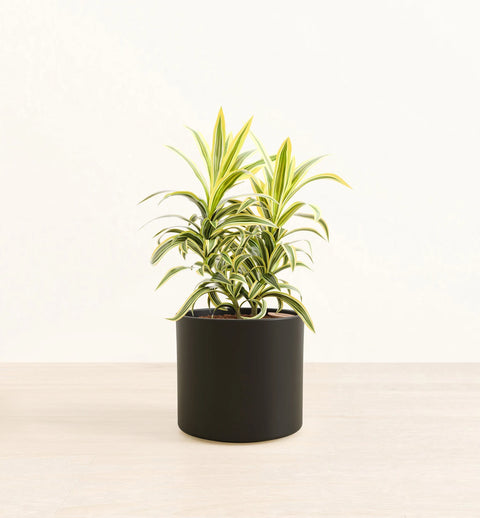 Dracaena Reflexa Variegata