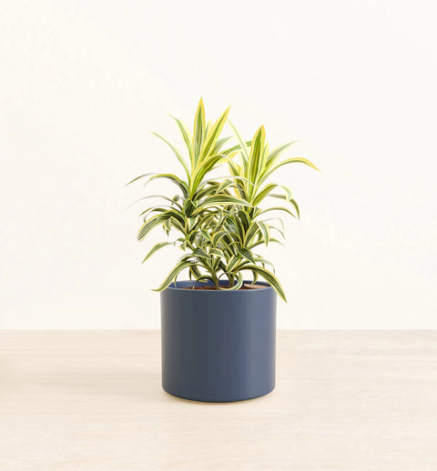 Dracaena Reflexa Variegata