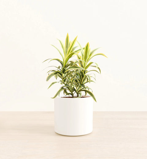 Dracaena Reflexa Variegata