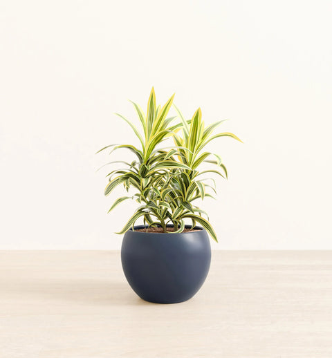 Dracaena Reflexa Variegata