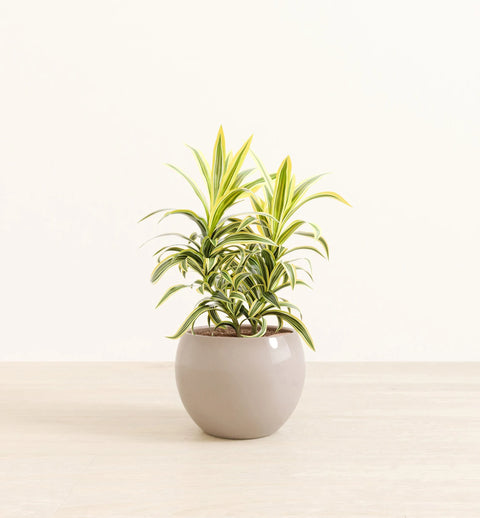 Dracaena Reflexa Variegata