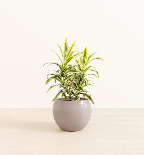 Dracaena Reflexa Variegata