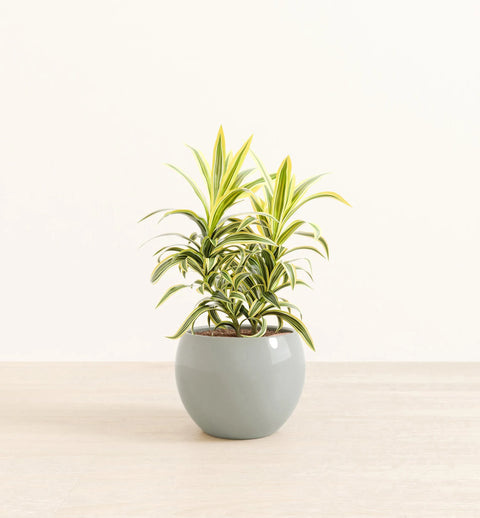 Dracaena Reflexa Variegata
