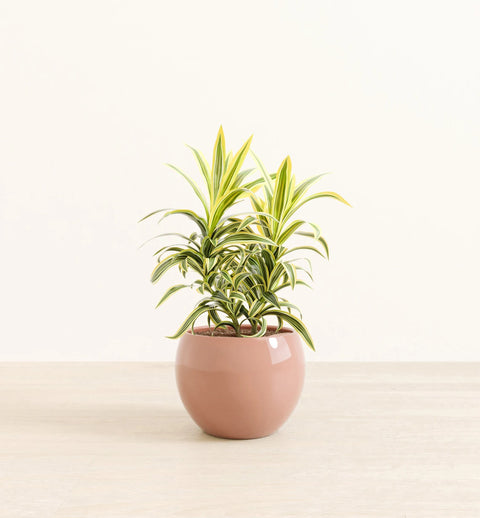 Dracaena Reflexa Variegata