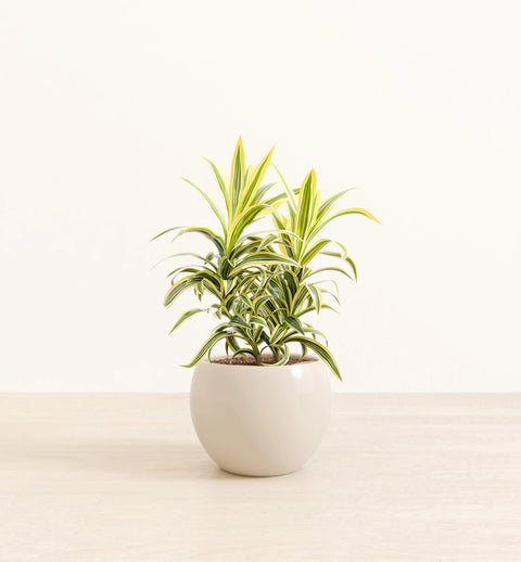 Dracaena Reflexa Variegata