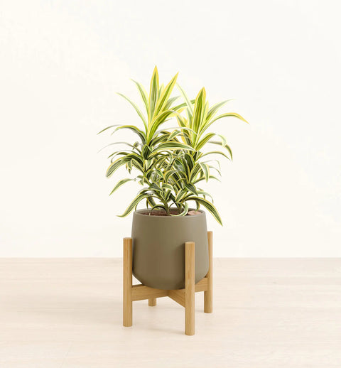 Dracaena Reflexa Variegata