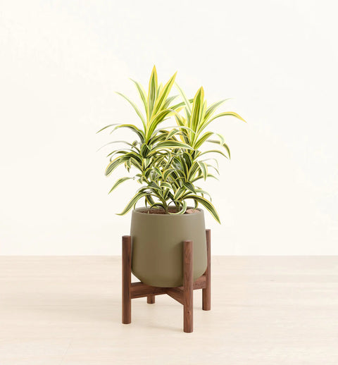 Dracaena Reflexa Variegata