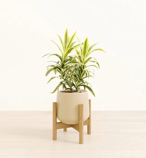 Dracaena Reflexa Variegata