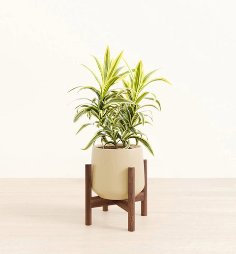 Dracaena Reflexa Variegata