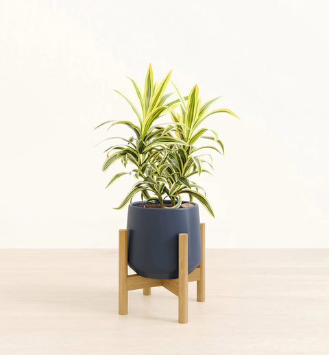 Dracaena Reflexa Variegata