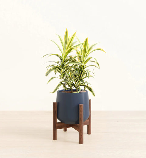 Dracaena Reflexa Variegata
