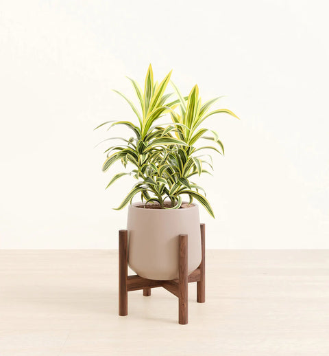Dracaena Reflexa Variegata