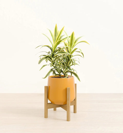 Dracaena Reflexa Variegata