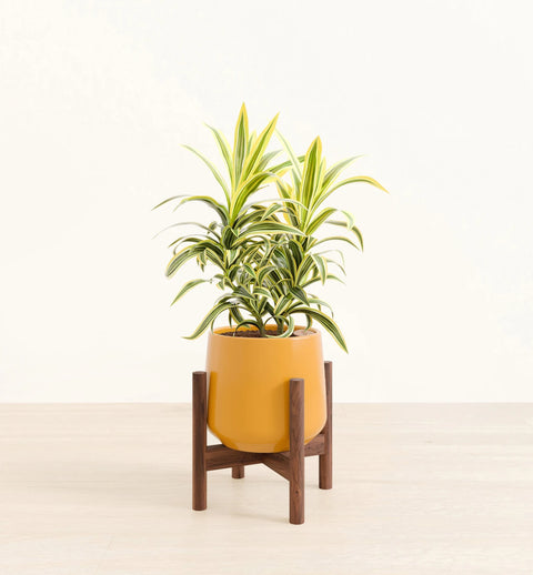 Dracaena Reflexa Variegata