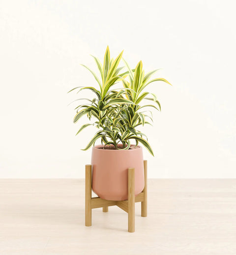Dracaena Reflexa Variegata