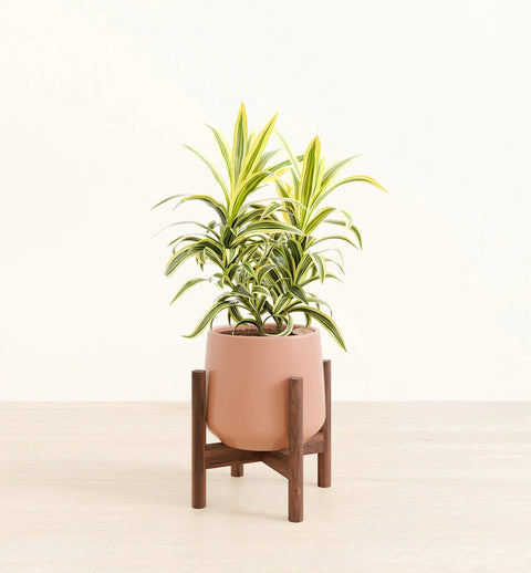 Dracaena Reflexa Variegata