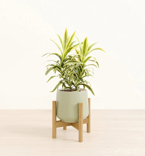 Dracaena Reflexa Variegata