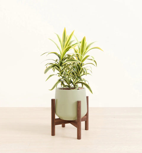 Dracaena Reflexa Variegata