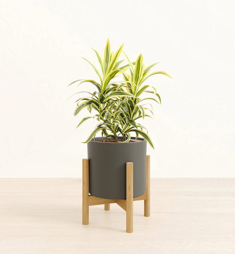 Dracaena Reflexa Variegata