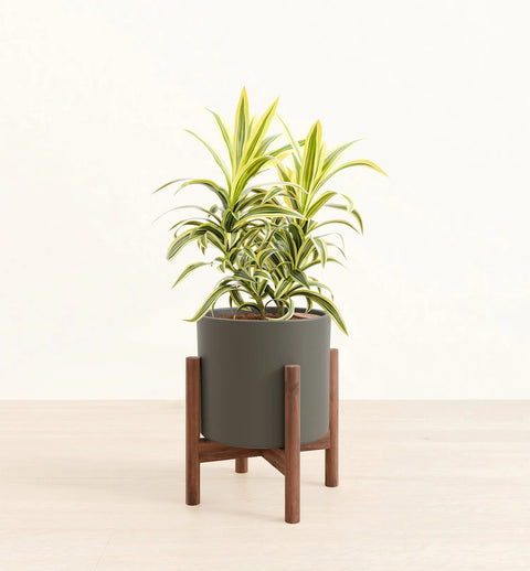 Dracaena Reflexa Variegata