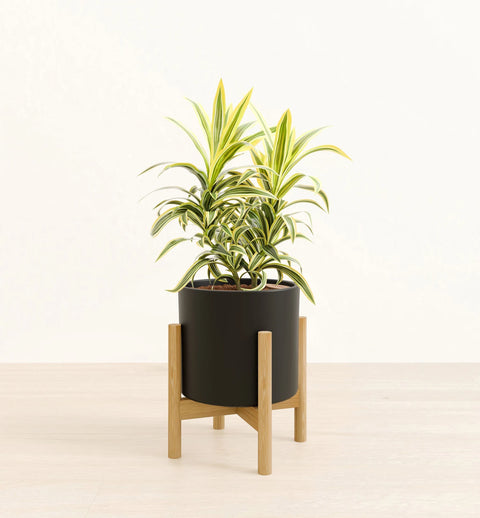Dracaena Reflexa Variegata