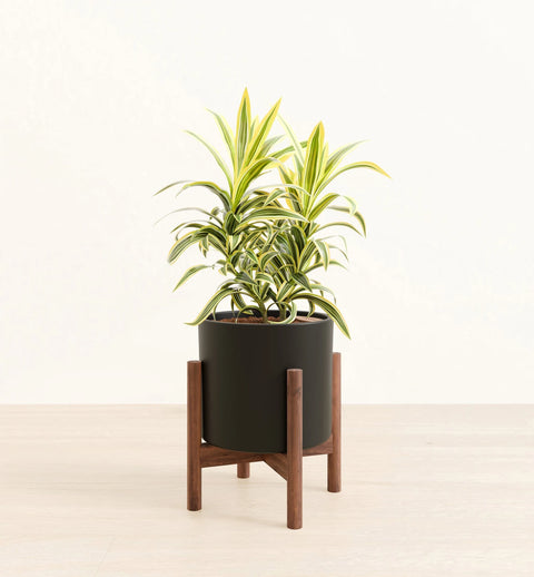 Dracaena Reflexa Variegata