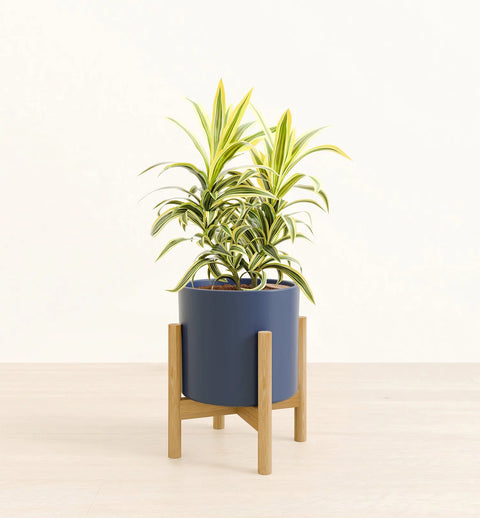 Dracaena Reflexa Variegata