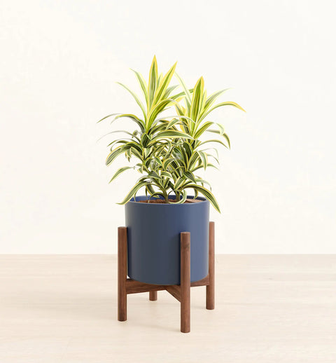 Dracaena Reflexa Variegata