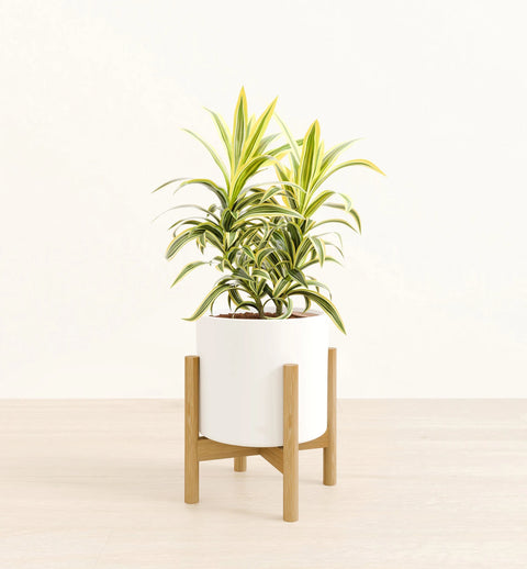 Dracaena Reflexa Variegata