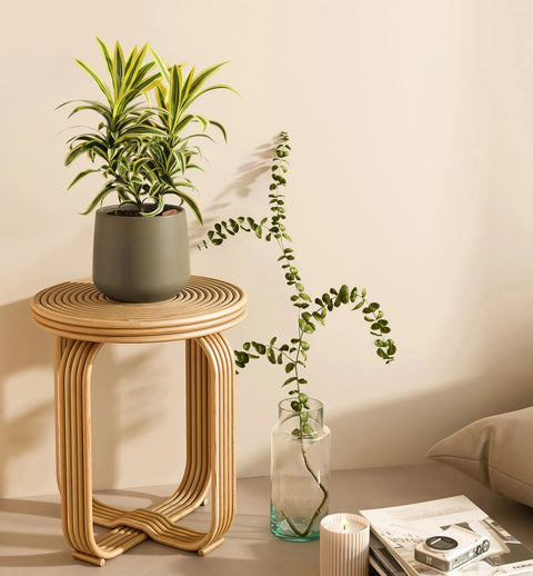 Dracaena Reflexa Variegata