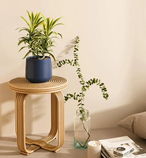 Dracaena Reflexa Variegata