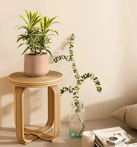 Dracaena Reflexa Variegata