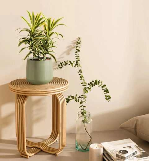 Dracaena Reflexa Variegata