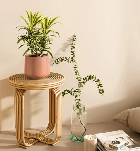 Dracaena Reflexa Variegata