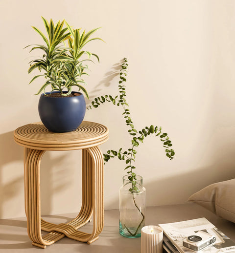 Dracaena Reflexa Variegata