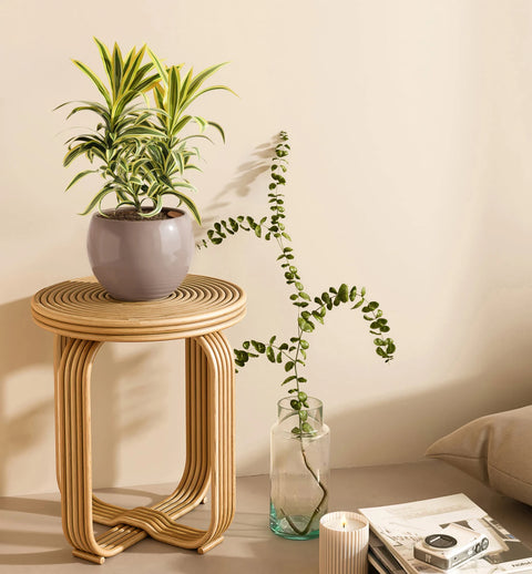 Dracaena Reflexa Variegata
