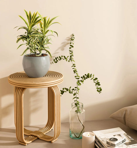 Dracaena Reflexa Variegata