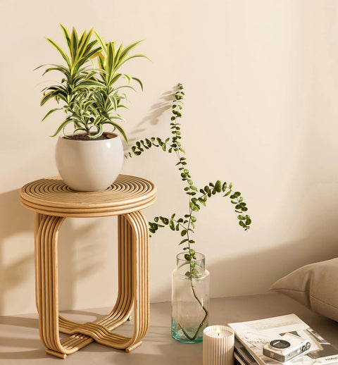 Dracaena Reflexa Variegata
