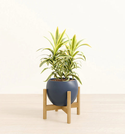 Dracaena Reflexa Variegata