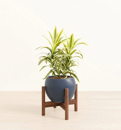 Dracaena Reflexa Variegata