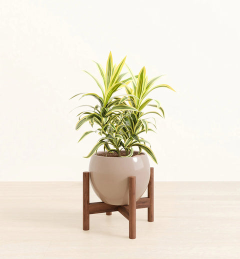 Dracaena Reflexa Variegata