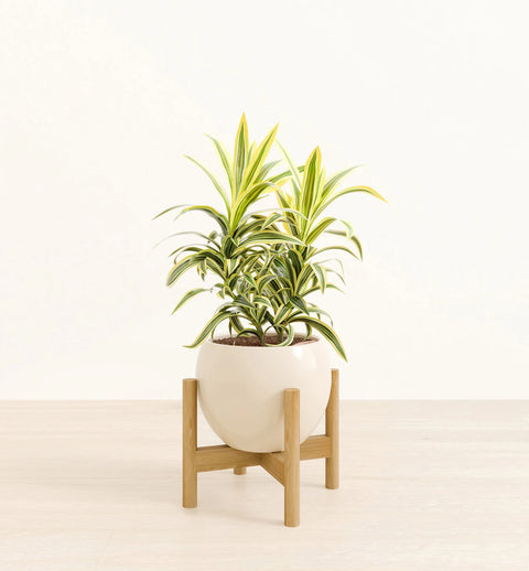 Dracaena Reflexa Variegata