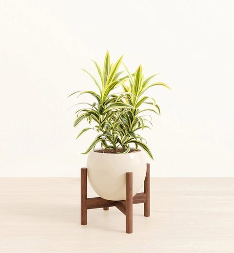 Dracaena Reflexa Variegata