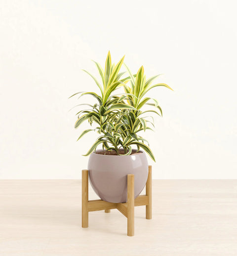 Dracaena Reflexa Variegata