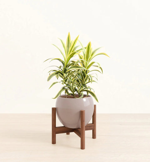 Dracaena Reflexa Variegata