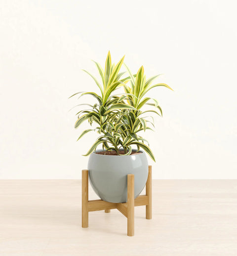 Dracaena Reflexa Variegata