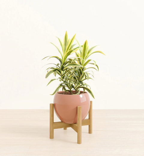 Dracaena Reflexa Variegata