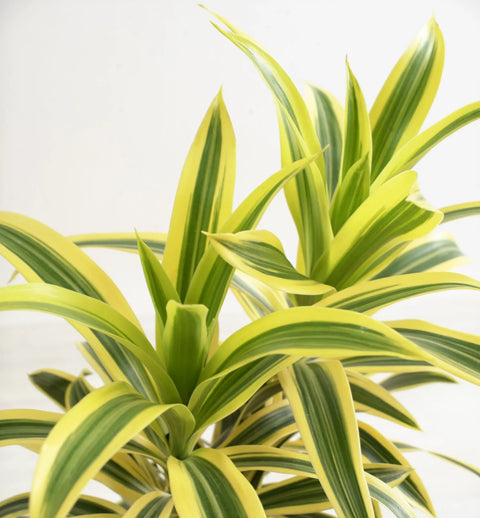 Dracaena Reflexa Variegata