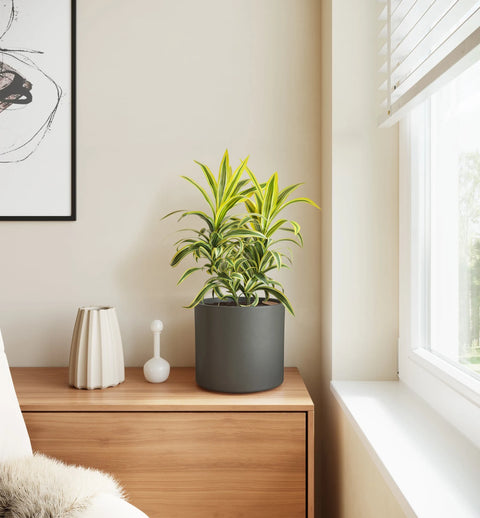 Dracaena Reflexa Variegata